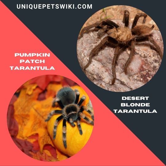 Pumpkin Patch Tarantula and Desert Blonde Tarantula