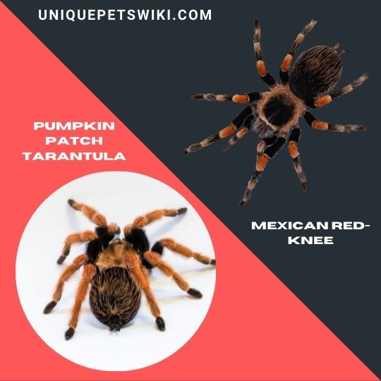 Mexican Redleg Tarantula and Mexican Red-Knee Tarantula