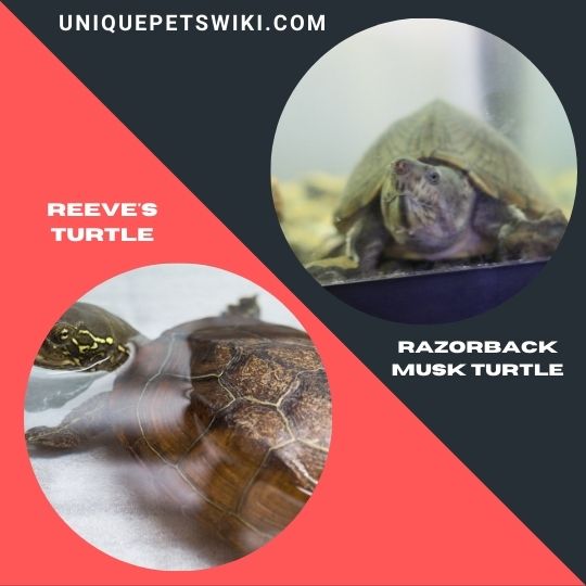 Reeve's Turtle and Razorback Musk Turtle