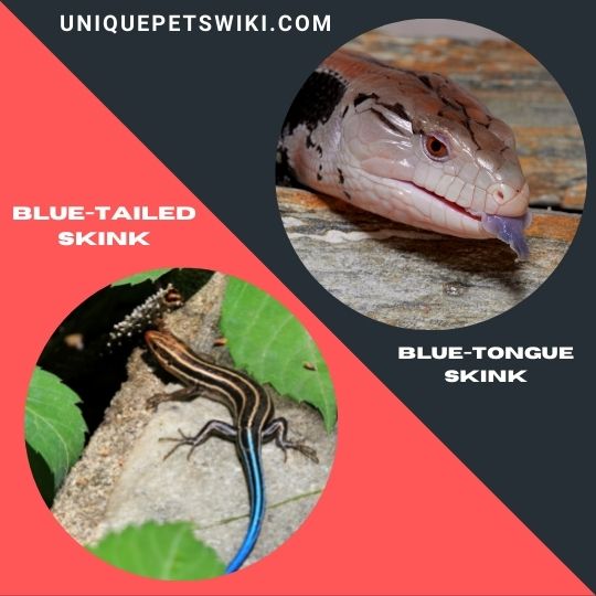 best beginner pet skink