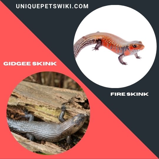 Gidgee Skink and Fire Skink