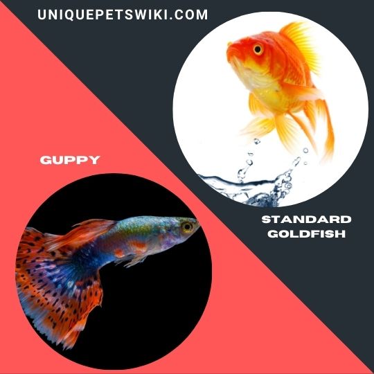 best beginner pet fishes