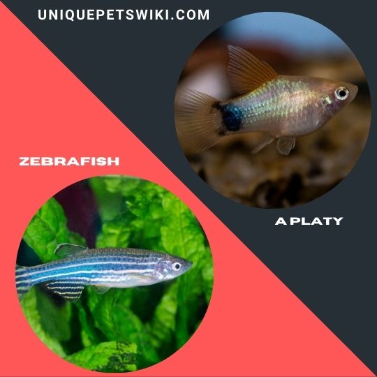 Zebrafish and a Platy pet fish
