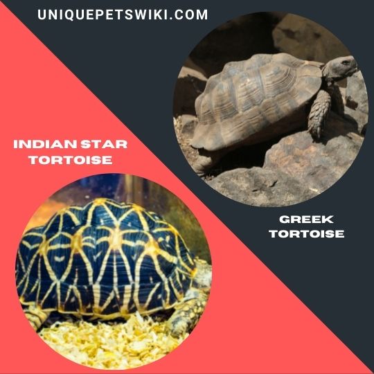 Best Beginner Pet Tortoises