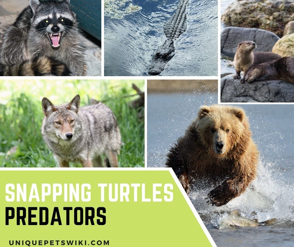 Snapping Turtle Predators
