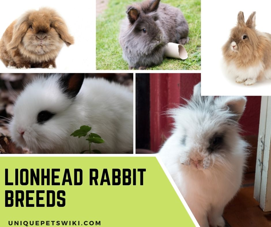 Rabbit Breeds Lionhead