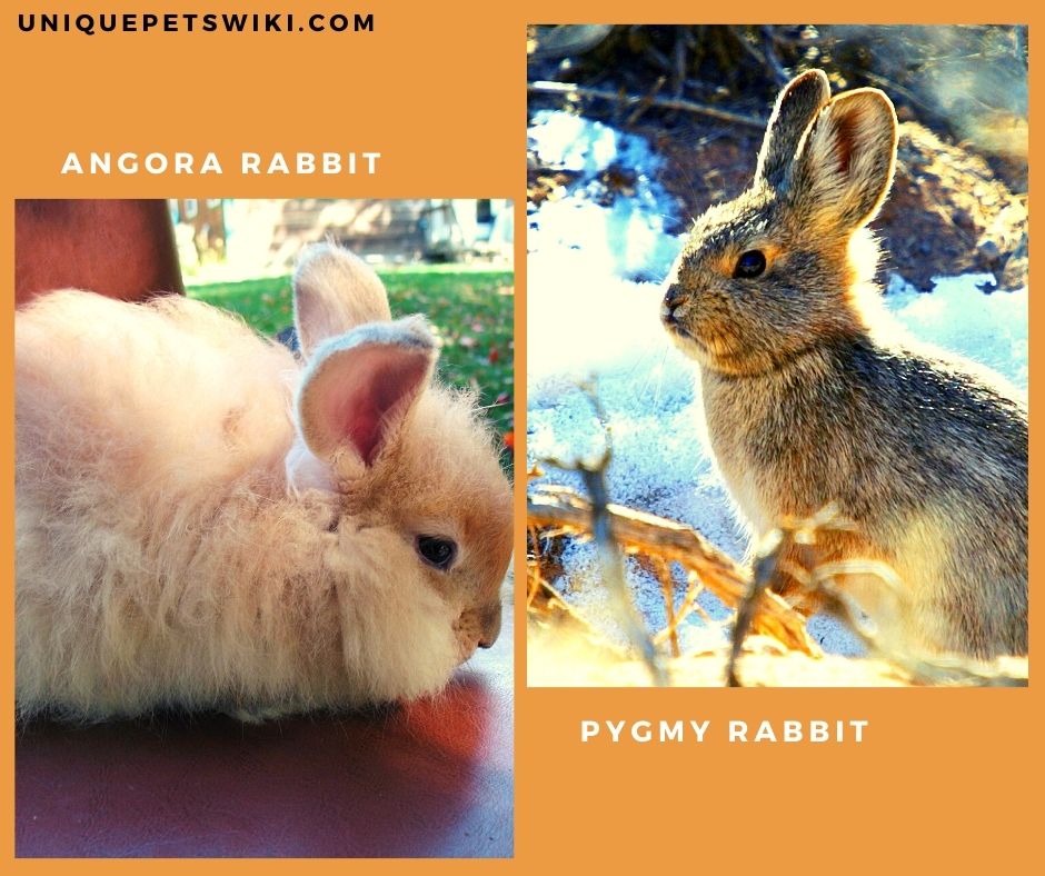 Angora Rabbits and Colombian Pygmy