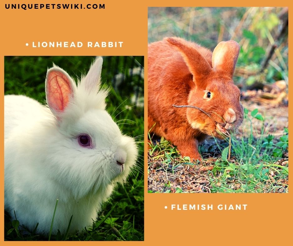 Flemish Giant and Lionhead Rabbit