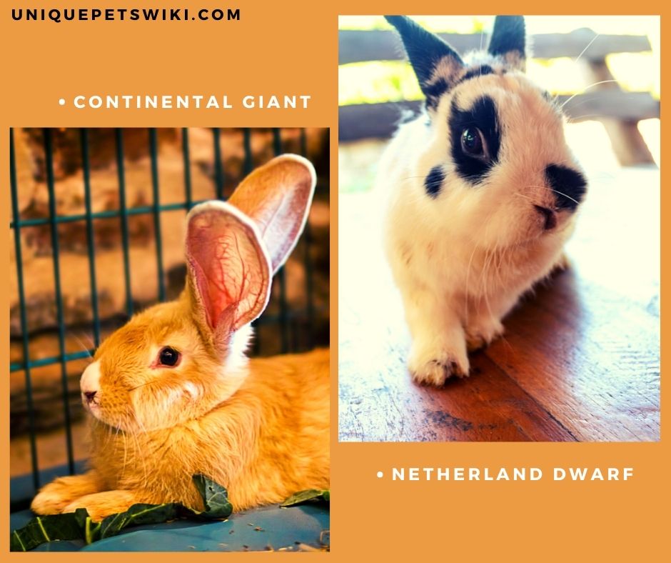 Netherland dwarf and Continental Giant rabbit breeds