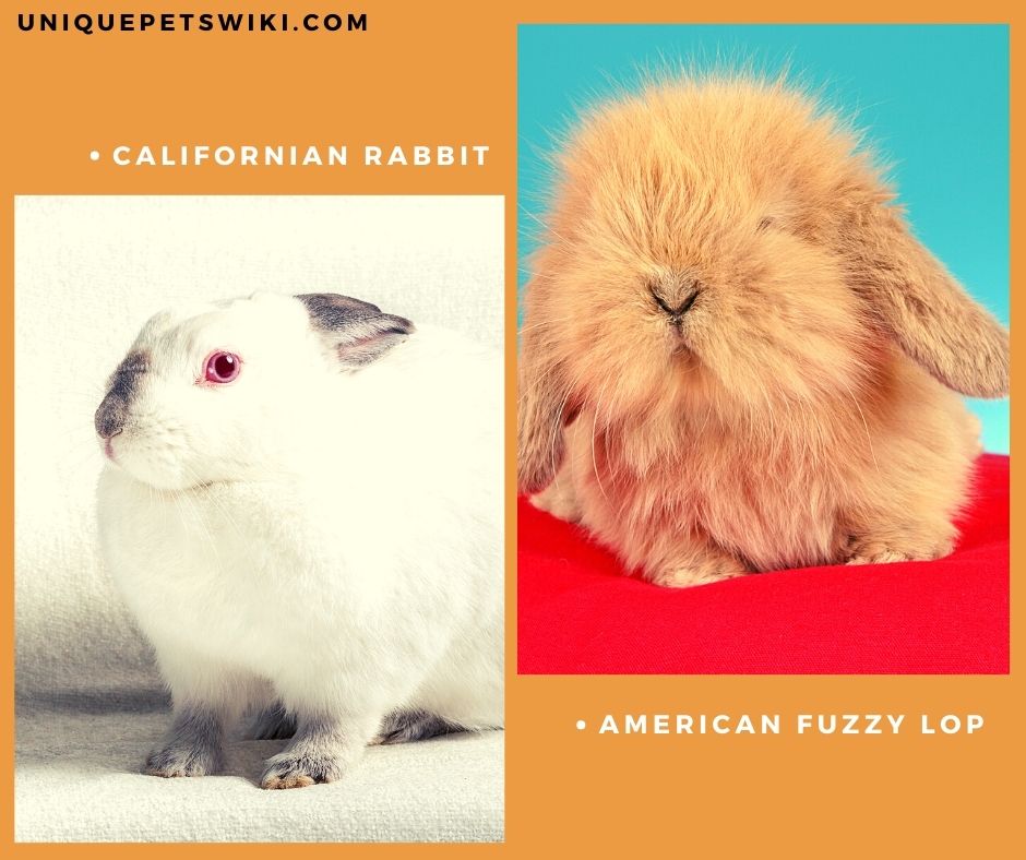American Fuzzy Lop and Californian Rabbit breeds