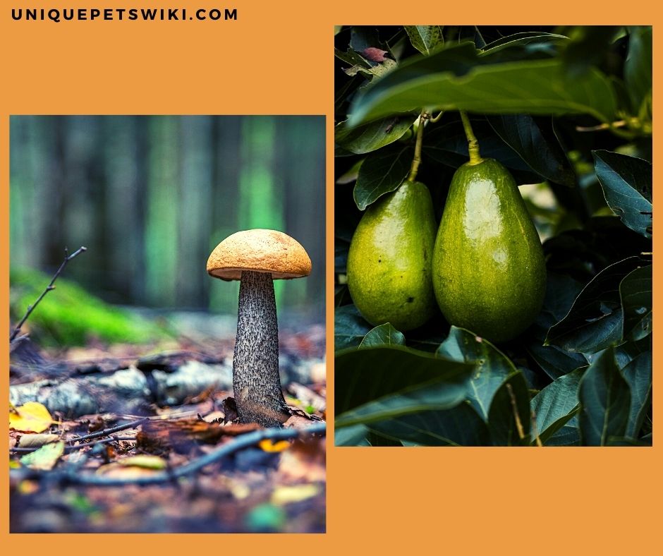 do not feed fruits to your pet frogs