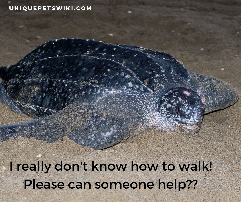 the leatherback sea turtle are good swimmers at a speed of 35 km/hr. (22 mph)