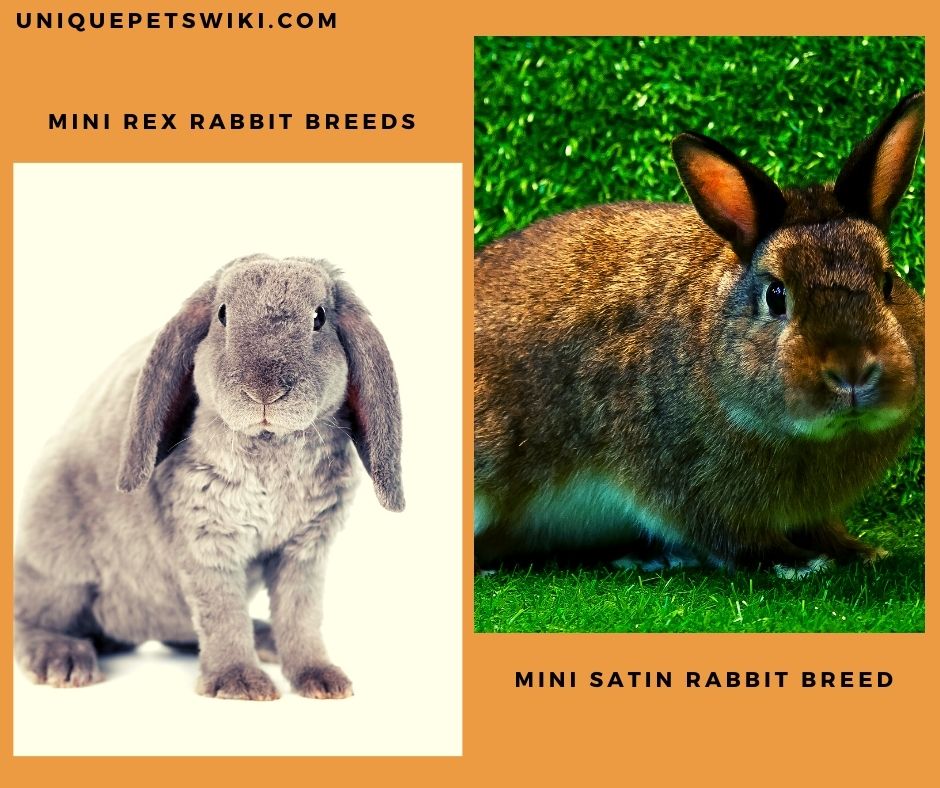 Small Pet Rabbit Breeds