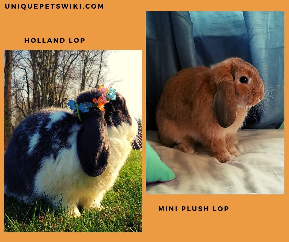 Mini Plush Lop and Holland Lop rabbits