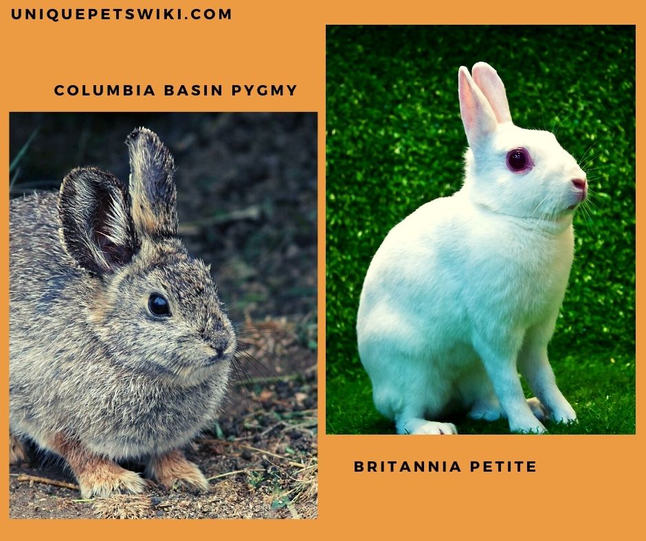 Britannia Petite and Columbia Basin Pygmy