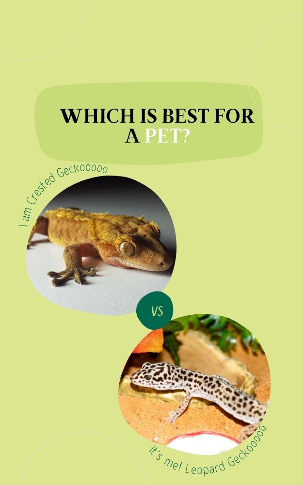 Crested Gecko Vs Leopard Gecko