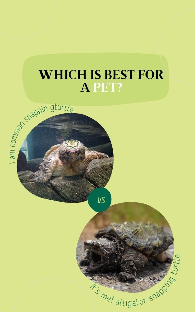 Snapping Turtle Vs Alligator Snapping Turtle