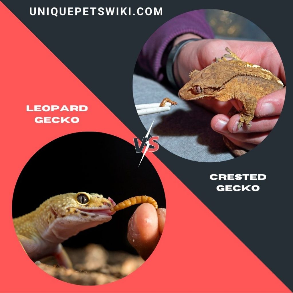 crested and leopard geckos eating