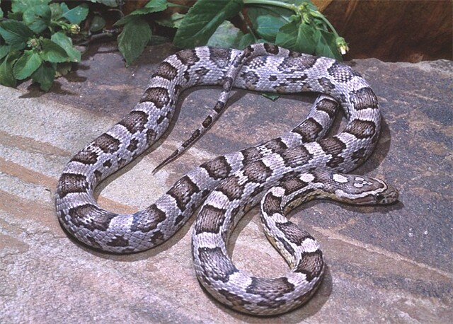 Anerythristic Corn Snakes