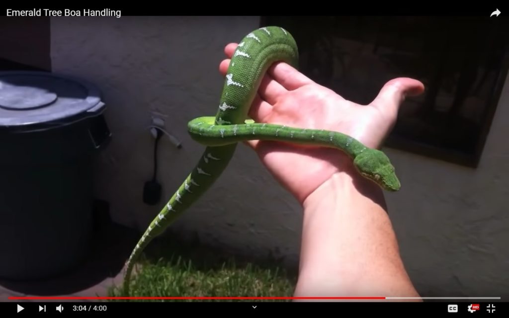 Emerald Tree Boa