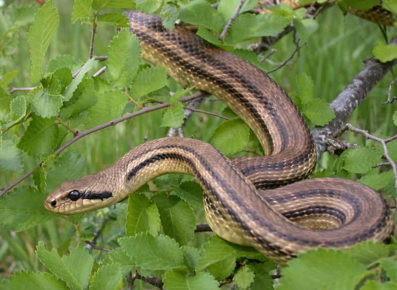 Four-lined Snake